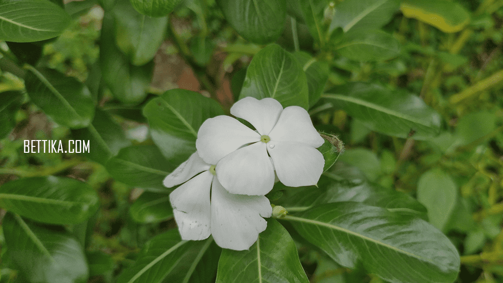 bettika