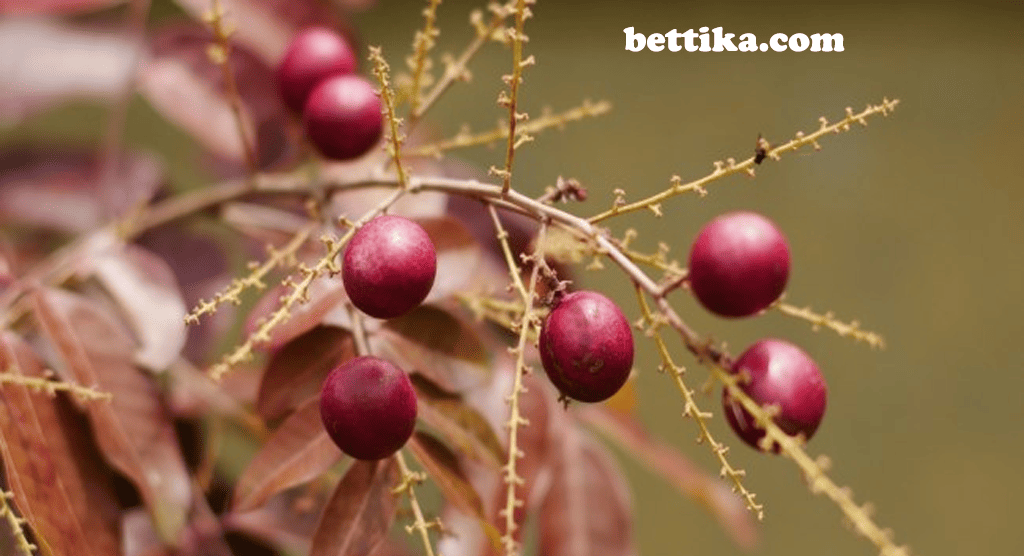 bettika