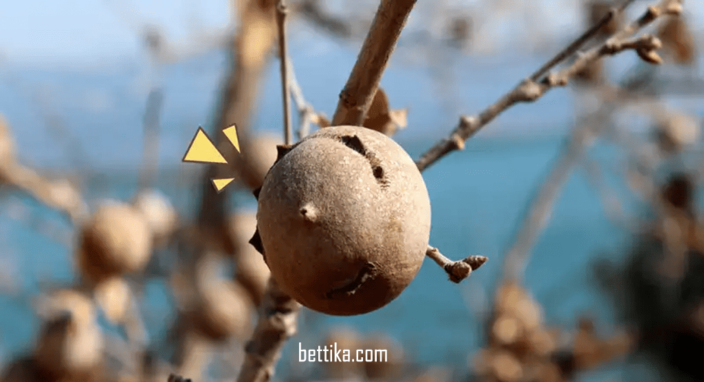 bettika